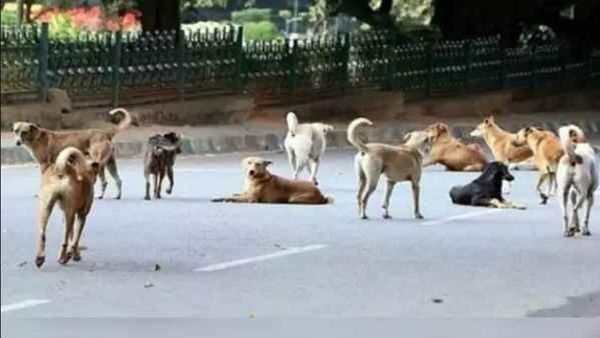 How Kerala Is Grappling With Stray Dog Menace As Govt Under Attack Over Rising Deaths Due To Rabies