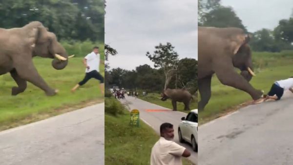 Bandipur Elephant Attack: Wild Tusker Chases Kerala Tourist in Viral Roadside Encounter