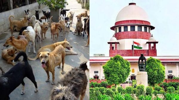 Stray Dogs To Be Released After Sterilisation, Immunisation, But No Public Feeding: SC Modifies Earlier Order