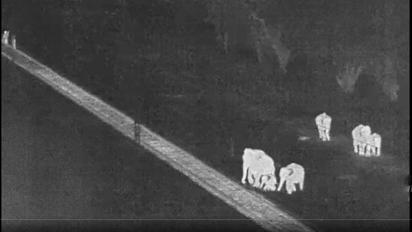AI System Safeguards Elephants On Railway Tracks In Coimbatore, Preventing Fatalities