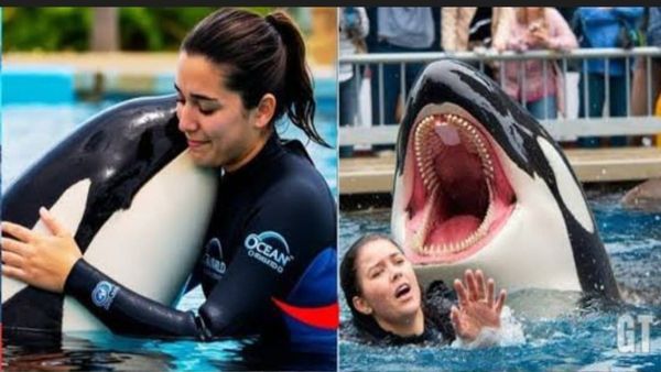 Jessica Radcliffe Orca Attack Video From Marine Park Show Goes Viral, Here’s What Really Happened