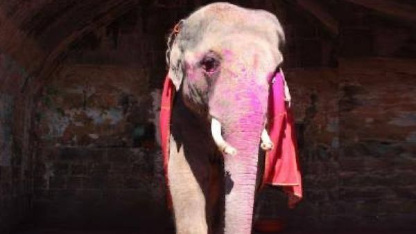 Devendra Fadnavis Confirms Legal Push For Elephant Mahadevi’s Return From Vantara