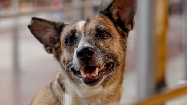 Delhi Stray Dog Sterilisation And Vaccination Drive Launched After Supreme Court Order