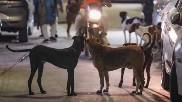Bengaluru Stray Dog Attack: Two BASE Students Injured During Morning Walk at Jnanabharathi Campus