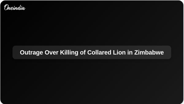 Trophy Hunter's Killing of Collared Lion in Zimbabwe Sparks Outrage Among Wildlife Groups