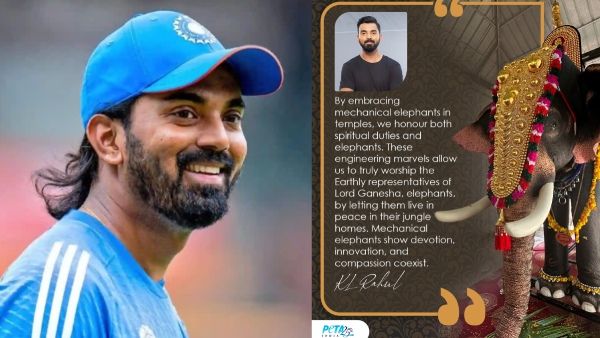 Cricketer KL Rahul, PETA India Donate Life-Size Mechanical Elephant To Kerala Temple