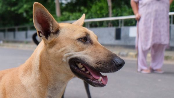35-Year-Old Woman Brutally Attacked By Stray Dog At Karnataka Court Premises