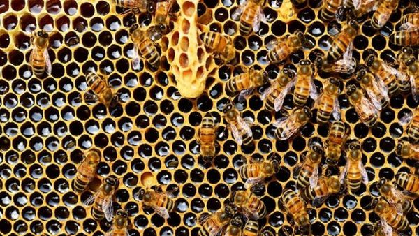 Tragic Wasp Attack: Chinese Siblings Die After Being Stung 1,000+ Times By Wasps