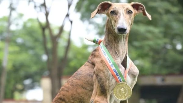 Indian Breed Dogs Lead BSF’s March Towards Aatmanirbhar K9 Force