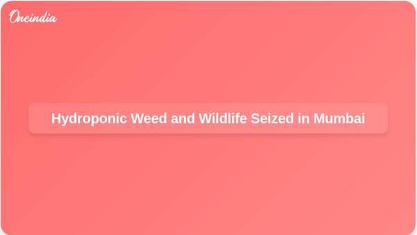 Customs Officials Seize Hydroponic Weed and Exotic Wildlife at Mumbai Airport