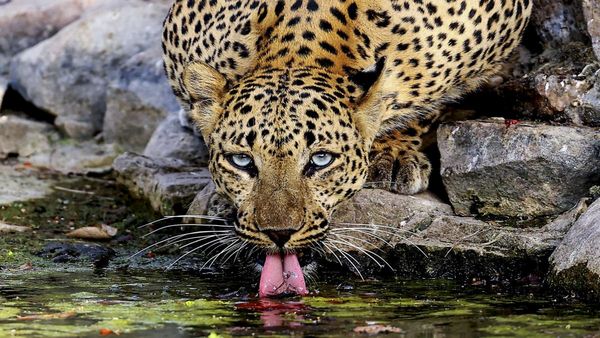 AI Reveals Leopards Hunted Human Ancestors 1.8 Million Years Ago: Study