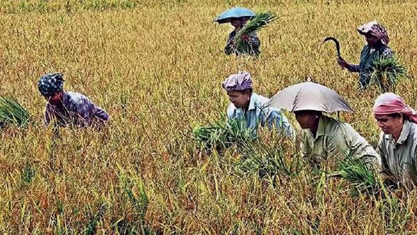 Chhattisgarh Launches Statewide Paddy Procurement Drive