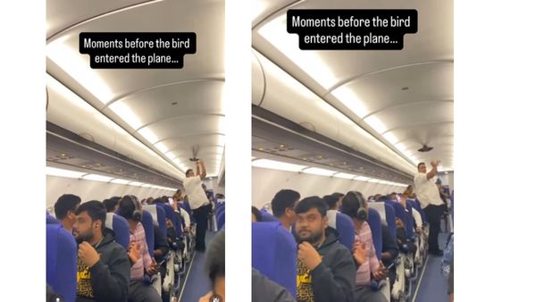 Viral Video: Pigeon Creates In-Flight Drama on IndiGo Plane Amid Schedule Crisis
