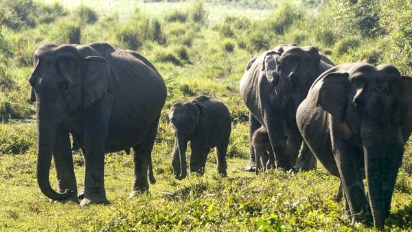 8 Elephants Killed After Being Hit By Sairang-New Delhi Rajdhani Exp In Assam's Hojai Dist