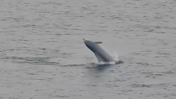 Watch: Dolphins Swim Along Mumbai’s Worli Waterfront, Leave Netizens Amazed