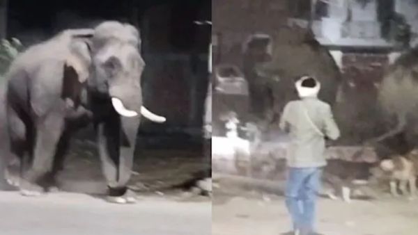 Viral Video Shows 6 Wild Elephants Creating Chaos At Haridwar Highway