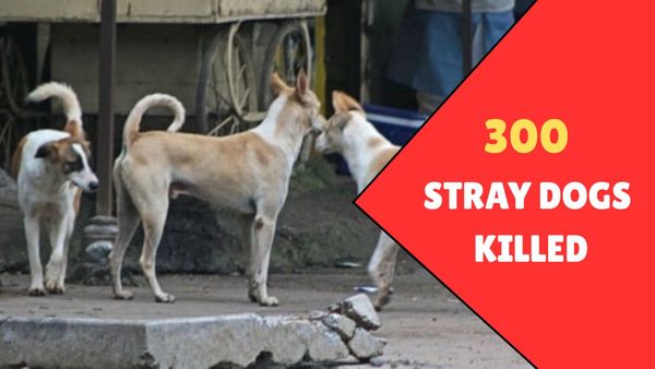 Telangana Horror: About 300 Stray Dogs Allegedly Killed In A Month, Sarpanch Booked For Secretly Burying Them