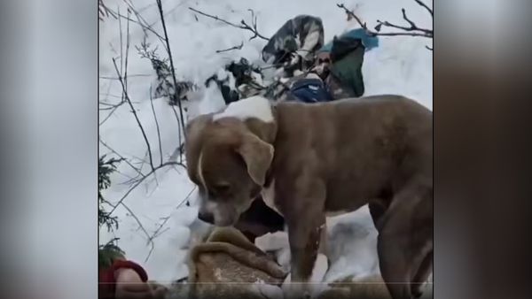 Four Days of Loyalty: Pitbull Guards Deceased Owner in Freezing Himachal Weather