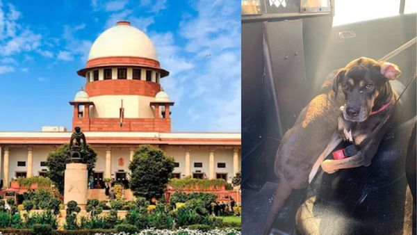 ‘Systemic Failure’: Key Takeaways From SC Hearing On Street Dogs