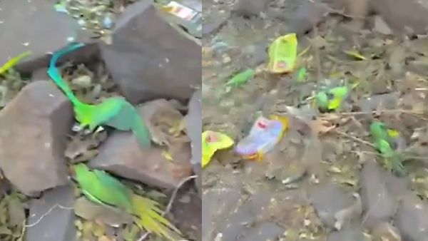 200 Parrots Die of Food Poisoning In MP's Khargone District, Post-Mortem Rules Out Bird Flu