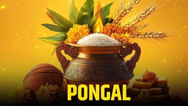 Pongal 2026 Date, Rituals & Meaning in Tamil Harvest Festival