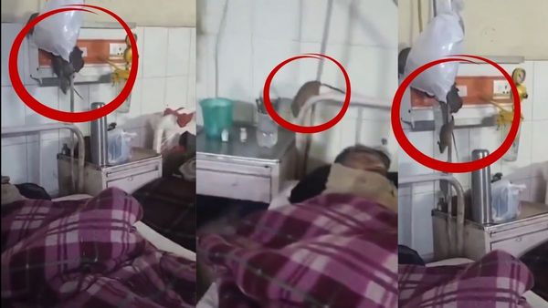 Rats Near Oxygen Lines As Patients Lie On Bed: Disturbing Video From Govt Medical Hospital Sparks Outrage