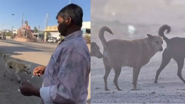 Telangana Police Book 15, Including Village Heads, After 500 Stray Dogs Killed to Fulfil Election Promises