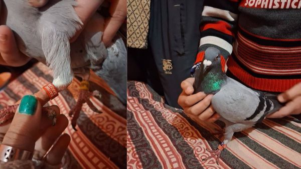 Mystery Pigeon With Red And Yellow Rings Found Near LOC In Jammu, Probe On