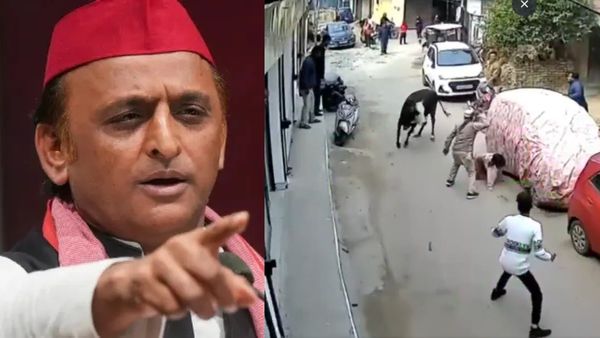 Teen Injured In Viral Stray Cow Attack; Akhilesh Yadav Urges Voters To Remember In Next Election