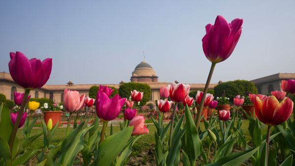 Amrit Udyan 2026 Timings, Ticket Prices: Mughal Gardens at Rashtrapati Bhavan Open to Public from February 3