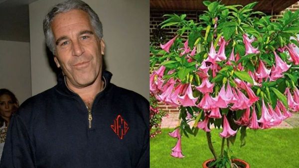 Jeffrey Epstein Kept Toxic Plants Linked To Drug That Can Cause Hallucinations, Memory Loss In Victims
