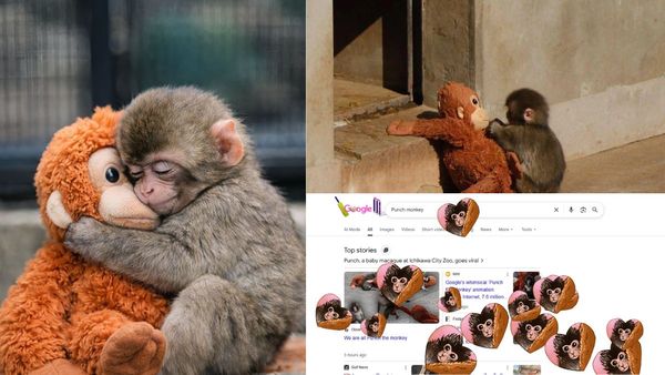 Why The World Is Going Crazy Over Japan’s Baby Monkey Punch: Toys Sold Out As Social Media Falls In Love