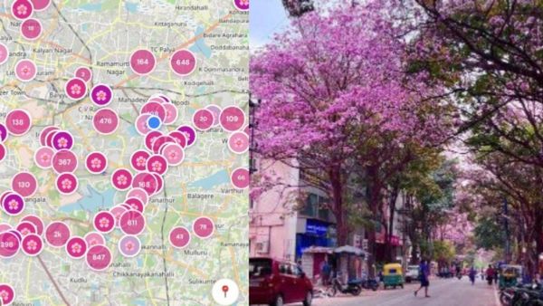 Pink Bengaluru 2026: Now You Can Track Tabebuia Blossom Hotspots Through This App