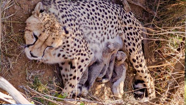 Namibian Cheetah Jwala Gives Birth to Five Cubs at Kuno National Park; India’s Count Reaches 53