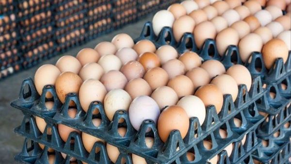 Why Poultry Farmers In Telangana Are Losing Money As Egg Prices Drop Nearly 50 Percent