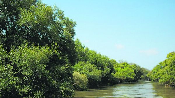 Mangrove Cutting in Mumbai Raises Alarm; Citizens Demand Stronger Safeguards