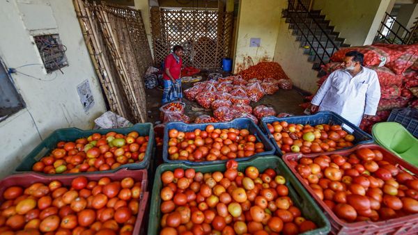 Tamil Nadu: Why Have Tomatoes Become Cheaper Now?