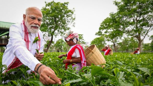 PM Modi Plucks Tea Leaves in Assam, Joins Workers Ahead of Poll Rallies