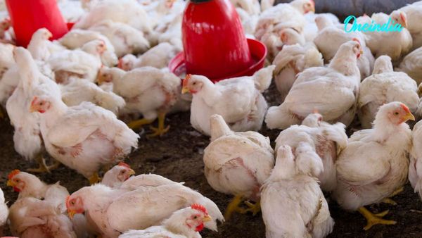 Can Loud Music Kill? 140 Chickens Die After Wedding DJ Blasts Sound In UP
