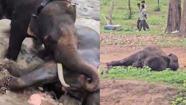 Mysuru Dasara Elephant Marthanda Dies After Fatal Clash At Kodagu Dubare Camp