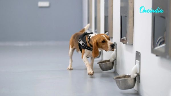Can Dogs Detect Cancer? Bengaluru Startup Combines AI And Canine Scent Detection With Promising Results