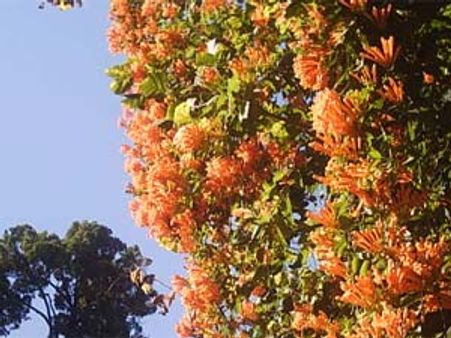 ದೀರ್ಘ ಕಾಲ ಬಾಳುವ ಹೂ ಬಿಗ್ನೋನಿಯಾ