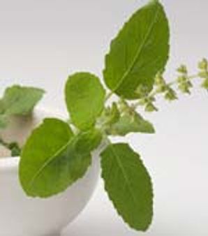 ಮುಮ್ತಾಜಳ ರಕ್ಷಣೆಗೆ ಸಾವಿರಾರು ತುಳಸಿಯರು