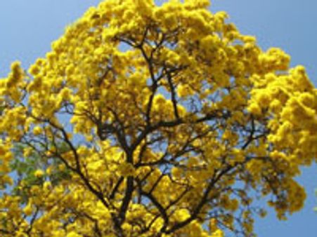 ಬೇಸಿಗೆಯೆಂದರೆ ಉಲ್ಲಾಸದ ಋತುಗಾನ