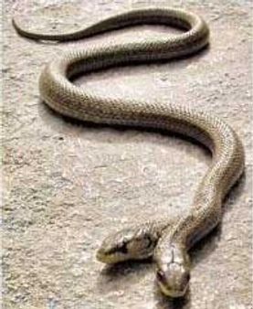 ಶಿವಮೊಗ್ಗದಲ್ಲಿ ಎರಡು ಮೊಗದ ಹಾವಿಗೆ ಹುಡುಕಾಟ!