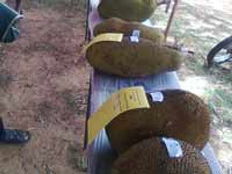 ಗುಬ್ಬಿ ಹಲಸು ಮೇಳಕ್ಕೆ ರೈತರ ನೀರಸ ಪ್ರತಿಕ್ರಿಯೆ