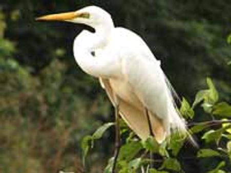 ಮಂಡಗದ್ದೆಯಲ್ಲಿ ಬಾನಾಡಿಗಳು ಸೃಷ್ಟಿಸಿದ ತಾರಲೋಕ