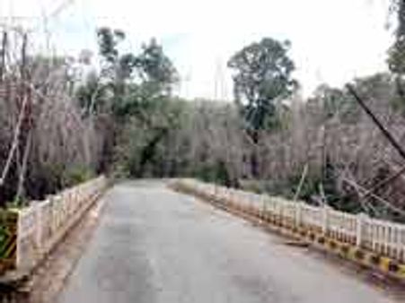 ಪ್ರಕೃತಿ ನಿಯಮಕ್ಕೆ ತಲೆಬಾಗಿದ ಬಿದಿರ ರಾಶಿ