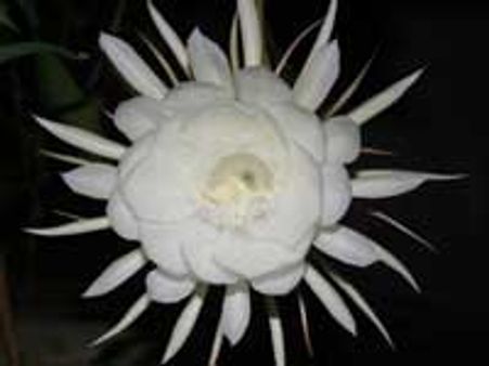 ಎಮ್ಮ ಮನೆಯಂಗಳದಿ ಬೆಳದೊಂದು ಹೂವನ್ನು..