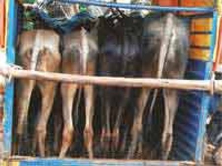 ಗೋಹತ್ಯೆ ನಿಷೇಧ : ಡಿವೈಎಫ್ಐ ವಿರೋಧ